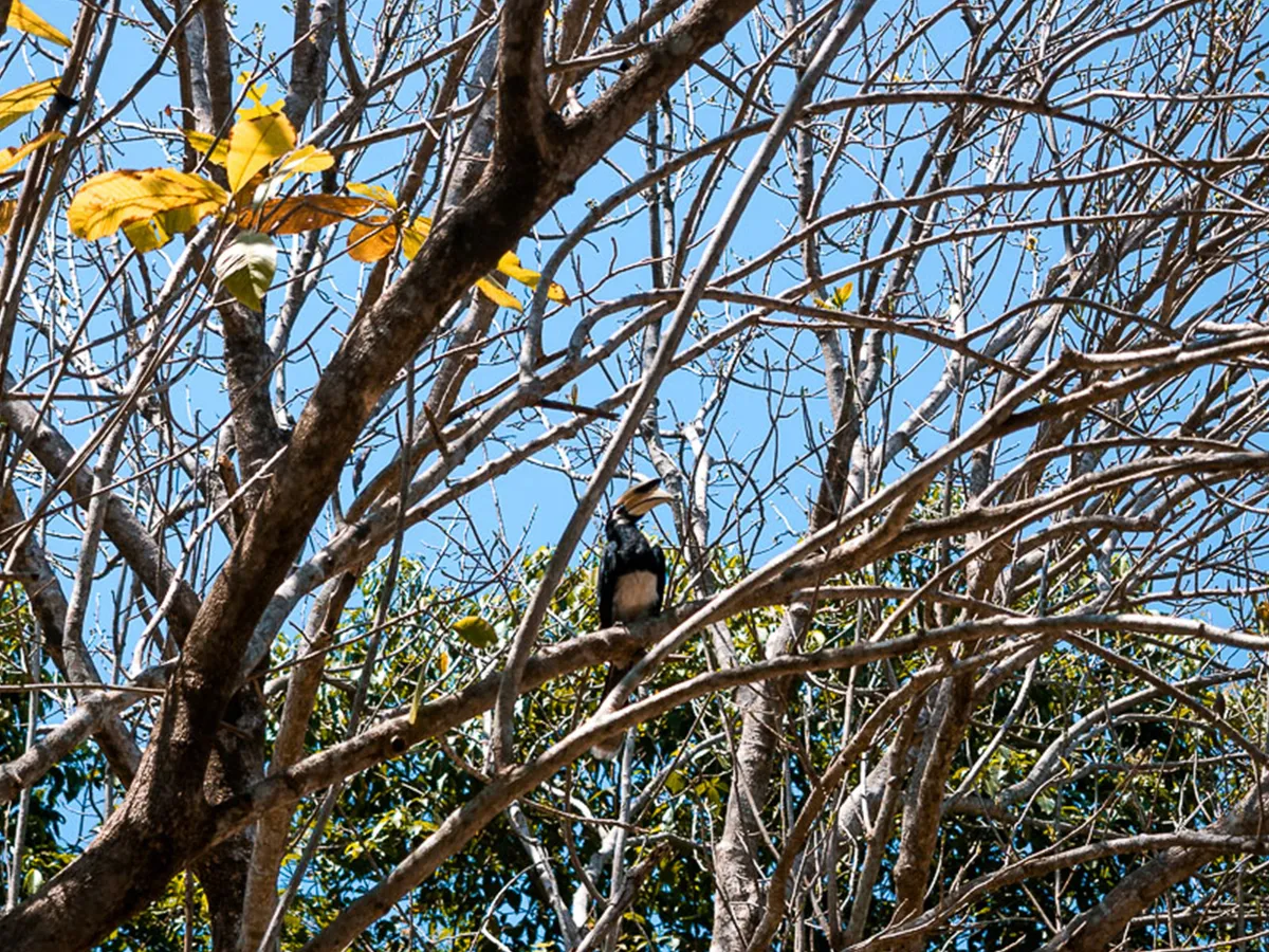 Nashornvogel, Koh Phayam, Thailand