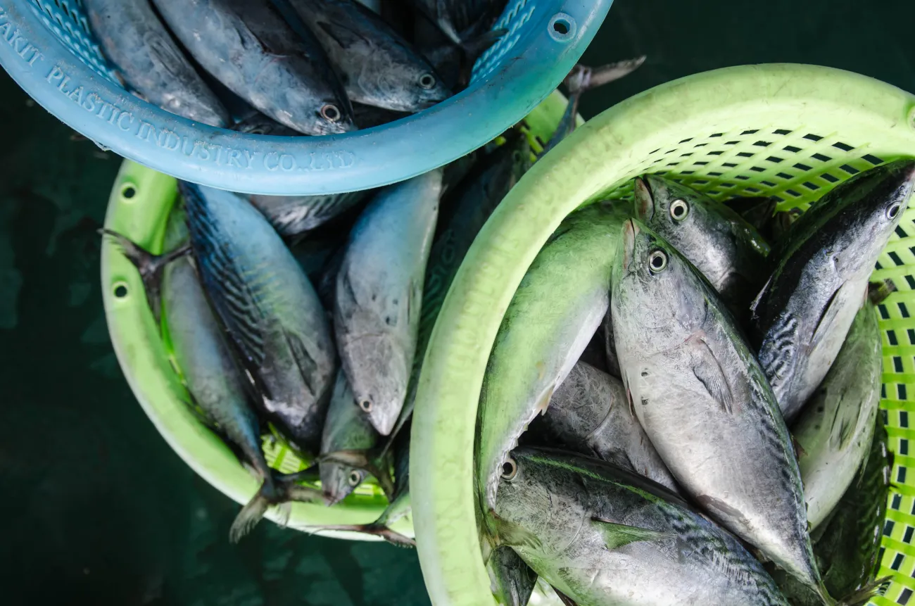 Pak Nam Fischmarkt, Chumphon, Thailand