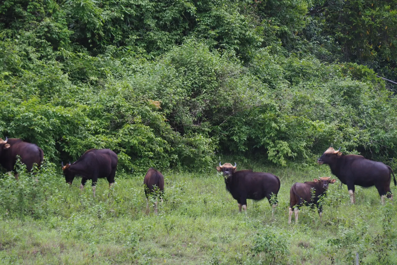 Bisons im Khao Sok Nationalpark, Thailand