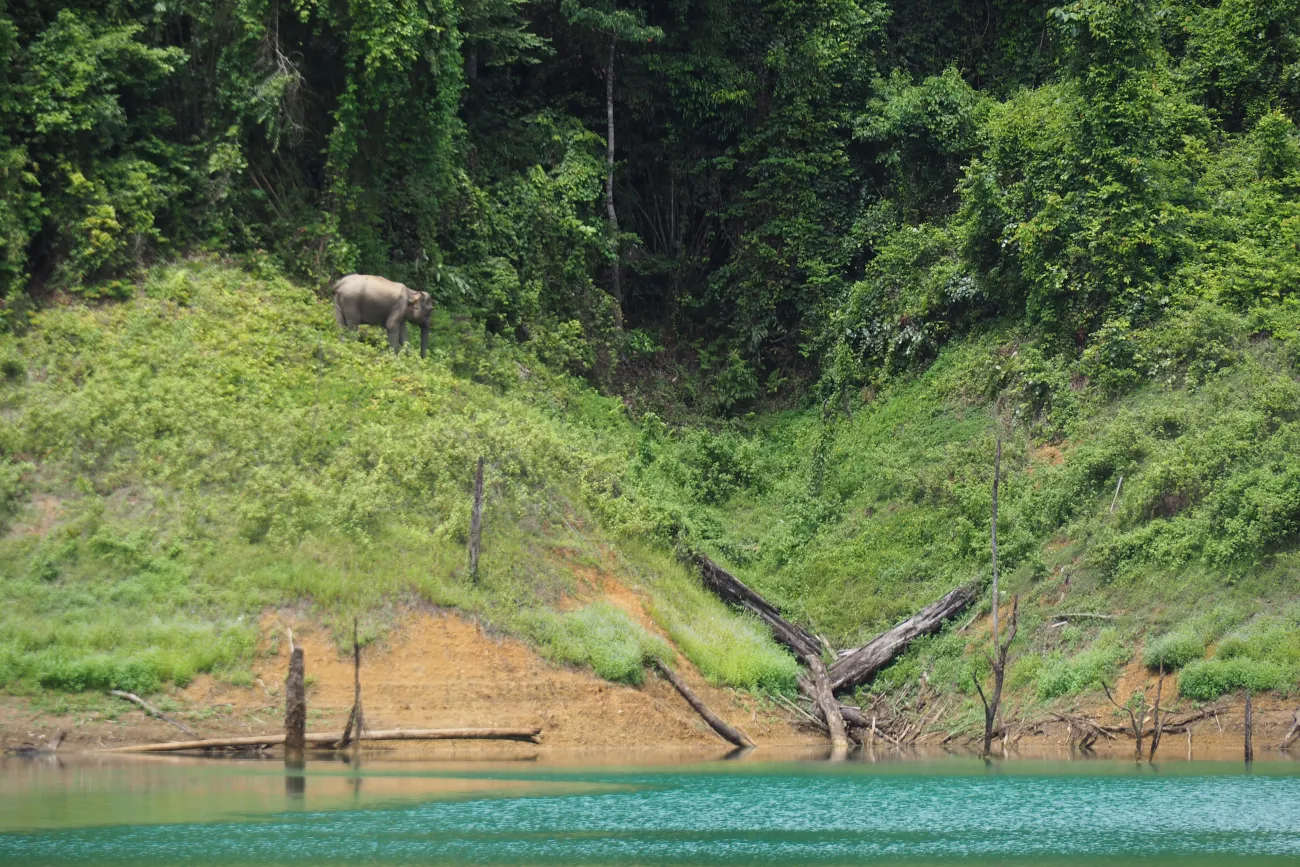 Elefant im Khao Sok Nationalpark, Thailand