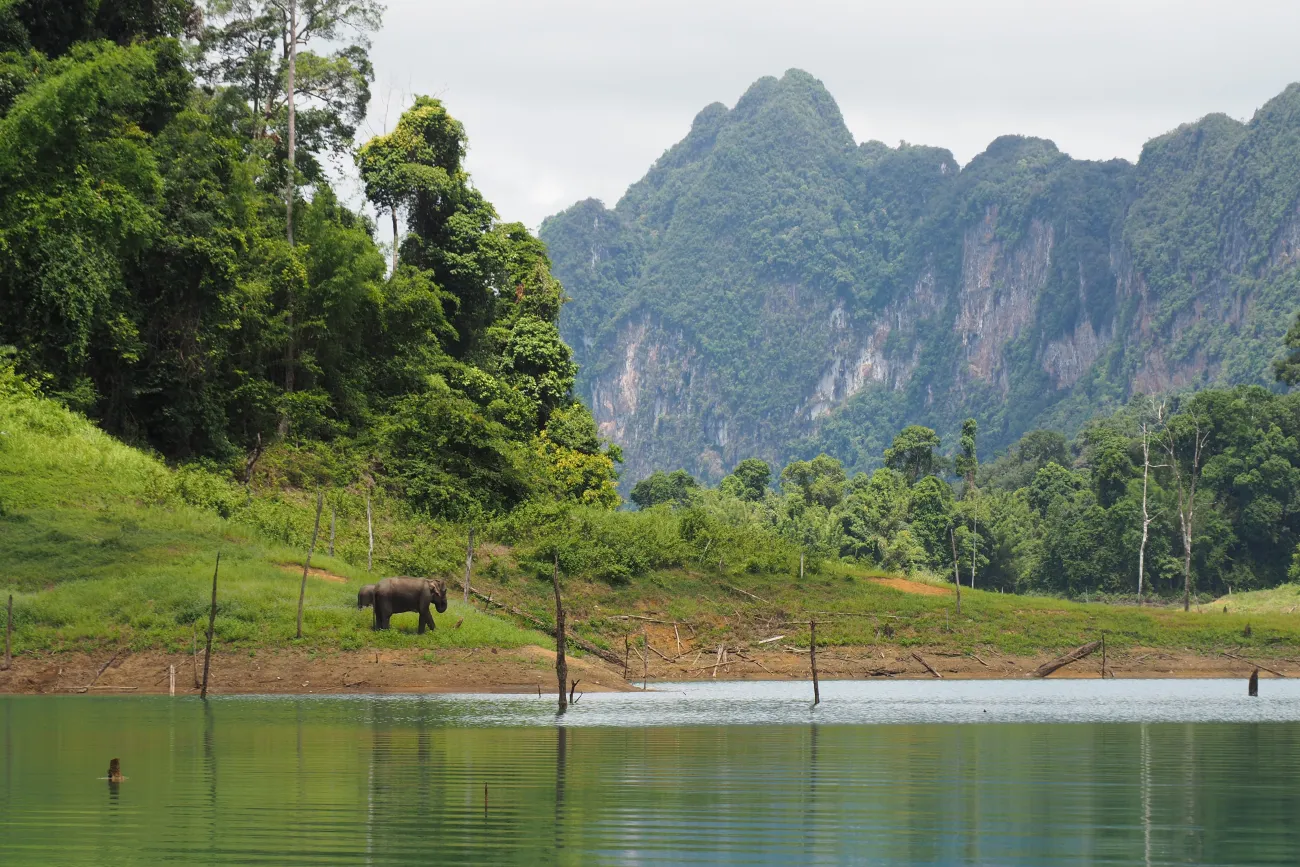 Elefanten im Khao Sok Nationalpark, Thailand