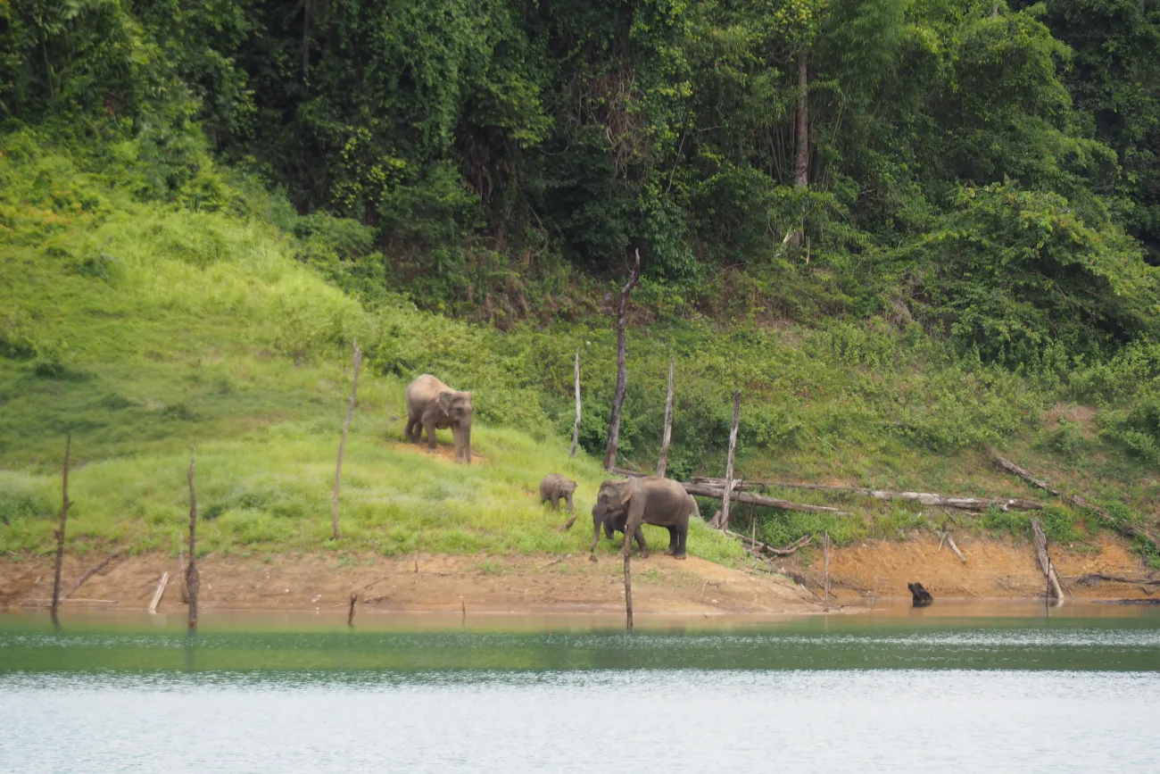 Elefanten im Khao Sok Nationalpark, Thailand