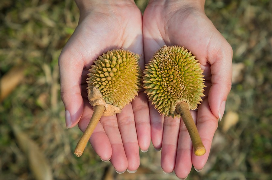 Baby Durians, Thailand