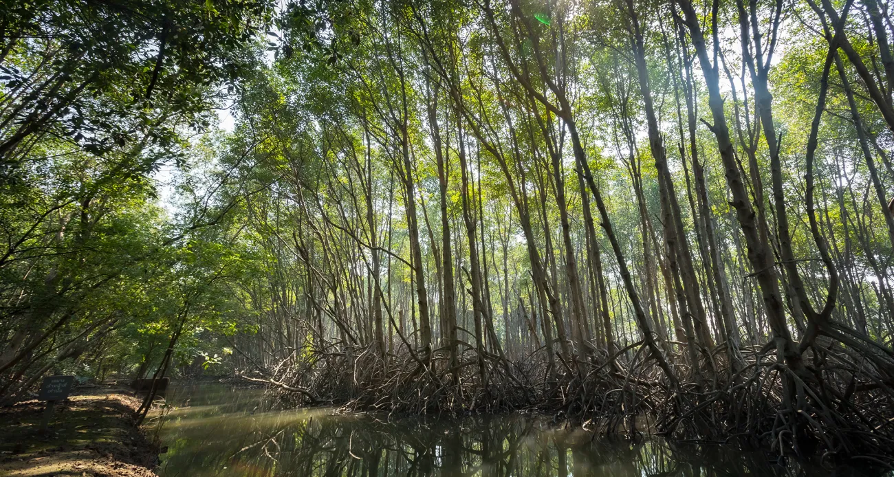 Mangroven, Thailand